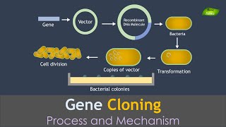 Gene Cloning Animation  Genetic Engineering  Basic Science Series [upl. by Lambertson]