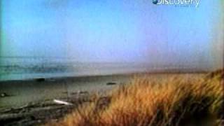 Video shows man slapping dead whales fin after it washed up on Torrance Beach [upl. by Elboa]