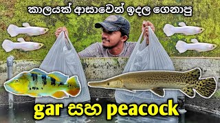 NEW spotted Gar amp Guppy Tank  අලුතෙන් ගෙනාපු ගාර් සහ පොඩි පොඩි මාළු [upl. by Sylram]