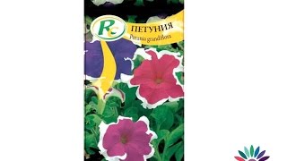 Как да засадим семена на красива едроцветна петуния с кант Petunia grandiflora [upl. by Modestia]