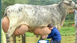 Highly Milking Biggest Udder Cows Breed in The World  Girlando Cow Farming documentary [upl. by Zinah]