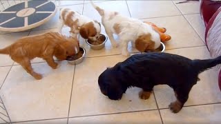 Cavalier Puppy Report  6 Weeks Old [upl. by Levona]