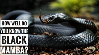 Black mamba  Description Characteristics and Facts [upl. by Odranreb]