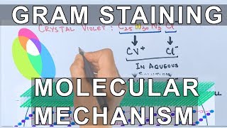 Molecular Mechanism of Gram Staining [upl. by Xila761]