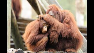 Orangutan ape Grooming each other ASMR relaxing video to help you sleep monkeygrooming [upl. by Airetas740]