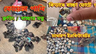 কিভাবে কোয়েল পাখির বাচ্চা ফোটাবেন এবং ব্রুডিং করবেন How to hatch quail chicks at homemostakimagro [upl. by Johan]