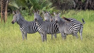 Amazing Safari in Selous Tanzania 2017 4KVideo [upl. by Tound93]