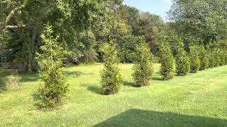 Green Giant Thuja Arbovide Privacy Hedge UPDATE 3 [upl. by Takashi]