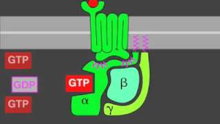 Gprotein signaling [upl. by Eneryt]