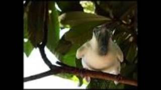 Pajaro campana de Palo Santo [upl. by Leddy]