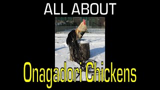 Onagadori Chicken  Information [upl. by Warden]