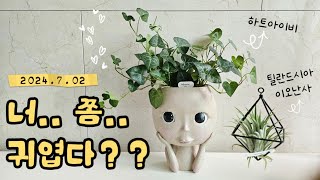 하트아이비 틸란드시아 이오난사 분갈이해요 딱이야🥰 heart ivy Tillandsia forma Ionantha [upl. by Anauqahc969]