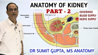 ANATOMY OF KIDNEY  COVERINGS BLOOD SUPPLY amp NERVE SUPPLY [upl. by Zetnwahs]