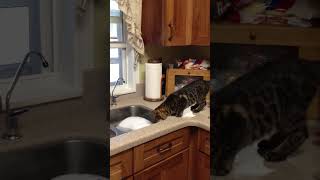 Pet Bengal Cat Tries Her Best to Pull Defrosting Turkey Out of Kitchen Sink  1452655 [upl. by Siuluj]