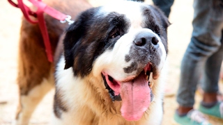 Saint Bernard Dog At Thrissur Flower Show 2017 [upl. by Gerianne]