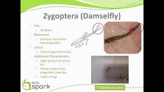 Damselfly Zygoptera Key ID Features [upl. by Agata]