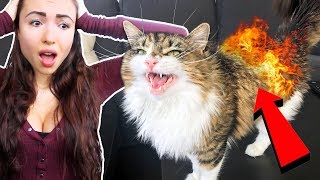 MY CAT CAUGHT ON FIRE [upl. by Francesca452]