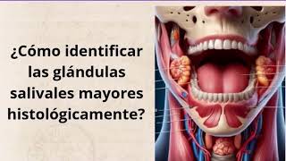 Identificar histológicamente Glándulas Salivales Mayores  Roos Histología [upl. by Hanford250]