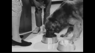 VINTAGE 1950s RALLY DOG FOOD COMMERCIAL 2  DISCONTINUED DOG FOOD [upl. by Narih]