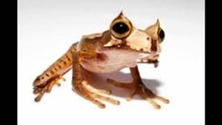 Horned marsupial frog Facts Interesting Facts about Horned marsupial frog [upl. by Eyoj938]