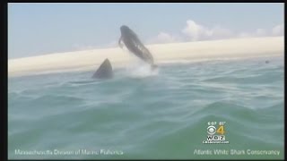 Great White Shark Jumps Out Of Water Chasing Seal Off Cape [upl. by Enehs]