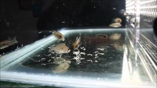 Apistogramma agassizii white seam 白水阿卡西  20150613 [upl. by Akirderf513]