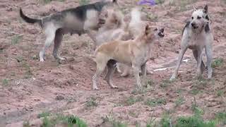 RuralDogs in Middle Village Rhodesian Ridgeback Vs Canaan Dog in Summer 02 [upl. by Gorton]