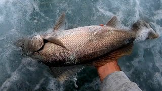 Land Based Mulloway Fishing [upl. by Meunier]