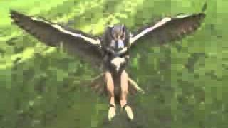 Atterrissage d\un hibou grand duc en slow motion [upl. by Aket]