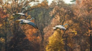 Sandhill cranes make a migration stop at the JasperPulaski Fish amp Wildlife Area [upl. by Ariek757]