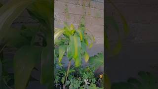 monsteraplant filodendro plants garden suculentas [upl. by Seraphine]