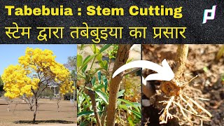 How to Propagate the Tabebuia Tree from Stem Cutting ताबेबुइया वृक्ष को तना काटकर कैसे प्रचारित करें [upl. by Eterg]