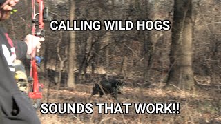 Adrenaline Rush CALLING Wild Hogs in the Daytime Hog sounds that actually WORK We got charged [upl. by Eirellam]