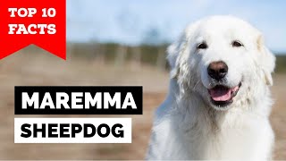 Maremma Sheepdog  Top 10 Facts [upl. by Bashemath]