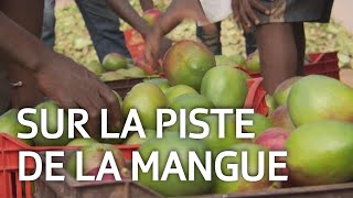 La mangue de Côte dIvoire  Comment arrivetelle chez nous   ABE [upl. by Aleet]