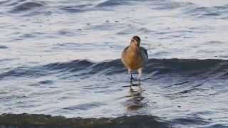 Bartailed Godwits Limosa lapponica  Pfuhlschnepfen 2 [upl. by Elbert]