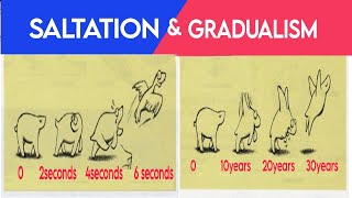 Evolution Saltation and gradualism [upl. by Cadel]