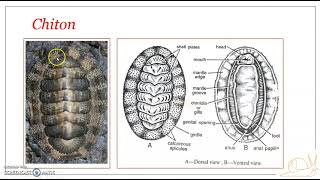 Classification of Phylum Mollusca  Class Polyplacophora [upl. by Whiney977]