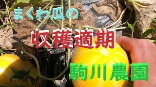 まくわ瓜の収穫時期 美味しい完熟収穫 駒川農園 2384 [upl. by Trefler894]