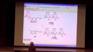 Glycogen Metabolism II [upl. by Nebe]