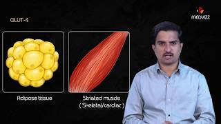 Glucose Transporters  GLUT   Usmle Quick review  Dr Bhanu prakash [upl. by Lainahtan]