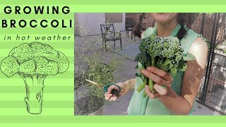 Growing broccoli in the summer why is it flowering [upl. by Uhsoj585]