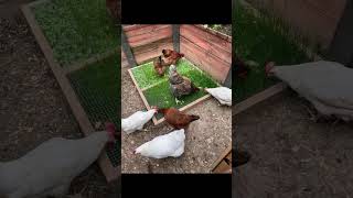 Ideas de Comederos Para Tus Gallinas   🐣🐔🐓🌿 gallos gallinas avicultura gallinasponedoras [upl. by Pish]