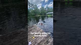 Newfoundland dog swimming [upl. by Essilec]