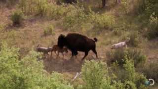 Bison and Her Calf Battle Wolves  North America [upl. by Louth]