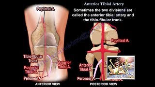 Anterior Tibial Artery  Everything You Need To Know  Dr Nabil Ebraheim [upl. by Ingemar]