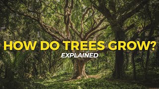 How Trees Grow  Eco Facts  One Tree Planted [upl. by Trillbee]