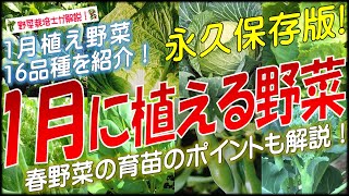 1月に植える野菜（16品種）永久保存版 [upl. by Ynaffik]