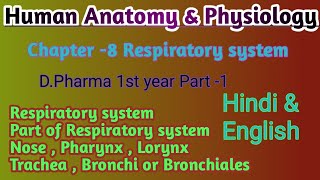 Respiratory system in Hindi  Part of Perspiration System  DPharma 1st year Hindi  HAP 📚🇮🇳 [upl. by Airasor]