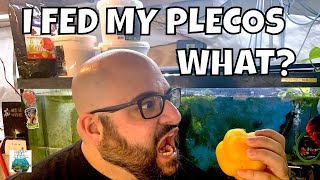 What is good Pleco food Feeding Plecos Vegetables [upl. by Lhok]